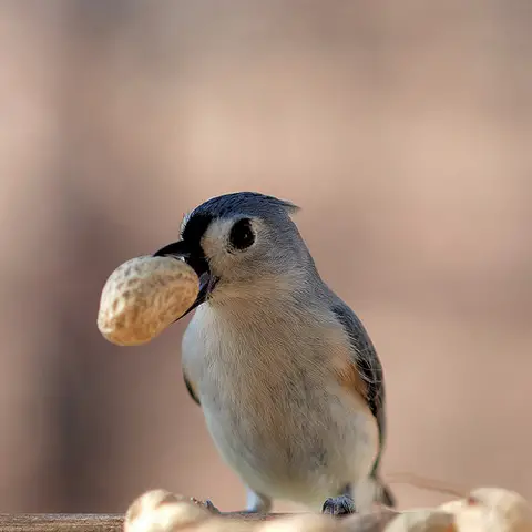 Bird with a peanut