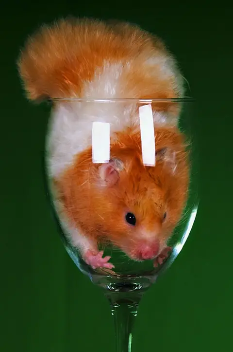 Mr Hamster says "get me outta here!"