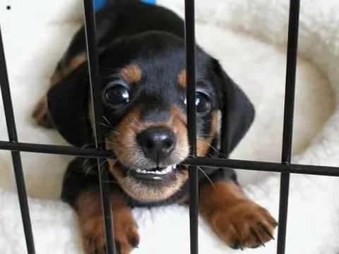 jail_puppy