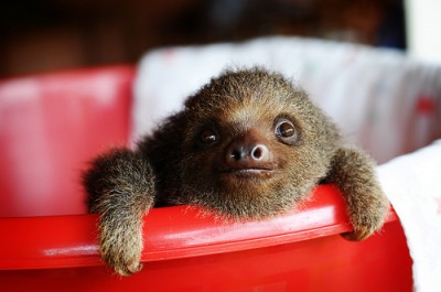 Oh hai Mr Sloth!