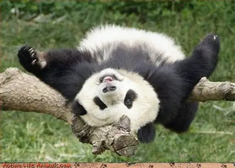 panda panda upsidanda