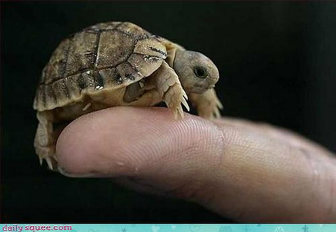 baby turtle will conquer your finger 