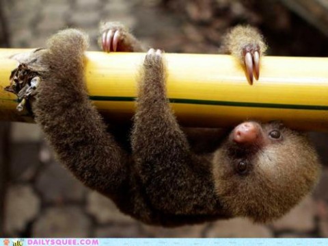 Oh hai sloth!