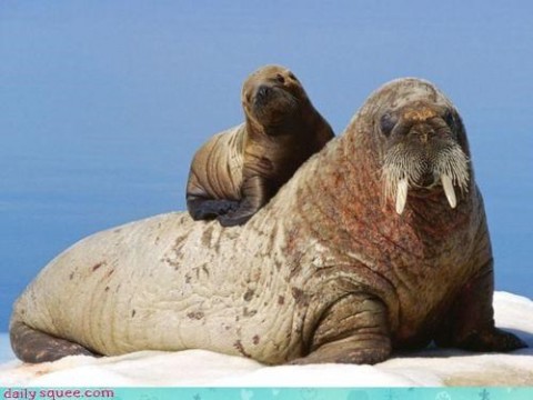 Walruses (walrii?) via Daily Squee