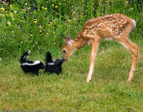 Real life Bambi and Flower