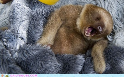 What a Sleepy Sloth!