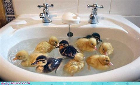 Duckies! They're so sweet!