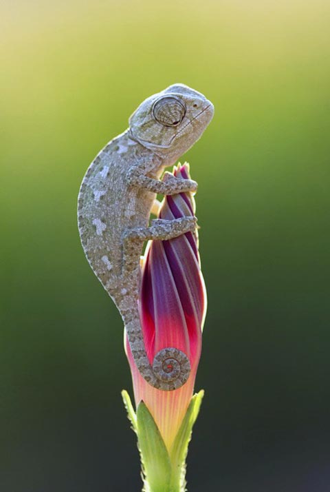 Master Chameleon from Daily Squee