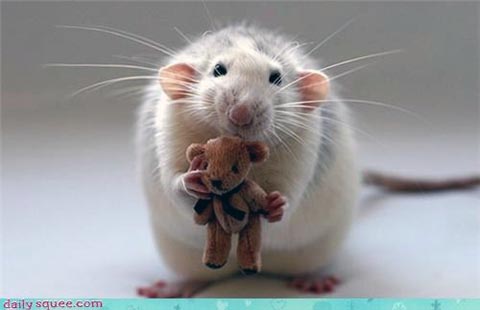 Mouse & Teddy from Daily Squee