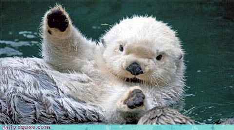 Oh hai Otter from Daily Squee