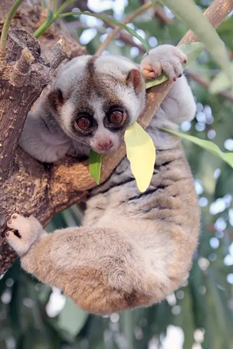 Slow Loris from Daily Squee