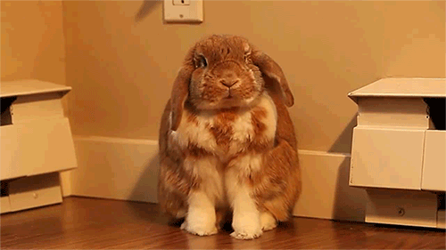 Yawning Bunny from Daily Squee