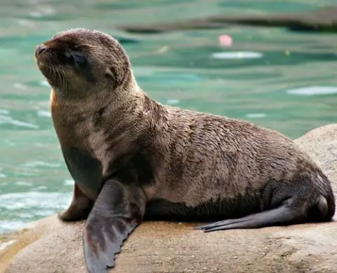 Sealion from Daily Squee