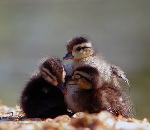 Fluffy Duckies via Daily Squee