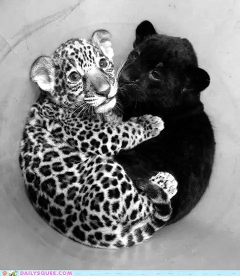 Leopard and toy leopard via Daily Squee