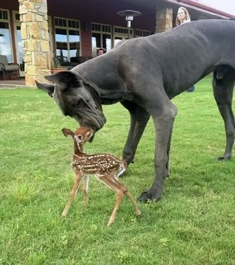 Baby Deer Thinks The Dog Is Its Mom via Daily Squee