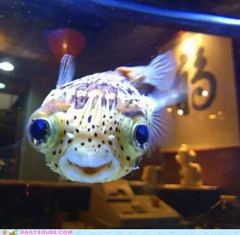 Happy Fish via Daily Squee