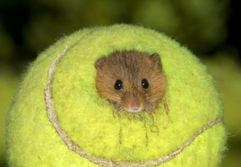 Tiny Teeny Tennis Mouse via Daily Squee