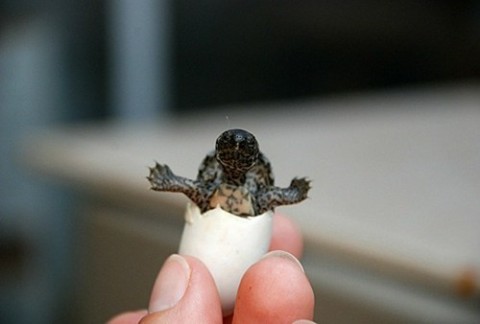 Tiny Turtle Wants A Hug