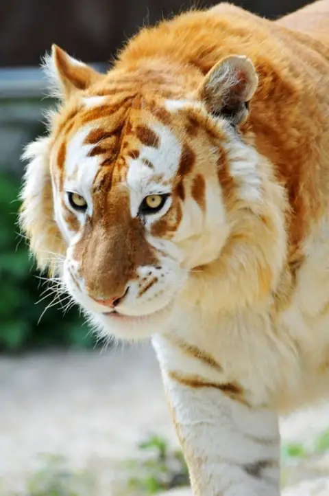 What An Amazing Golden Tiger via Daily Squee
