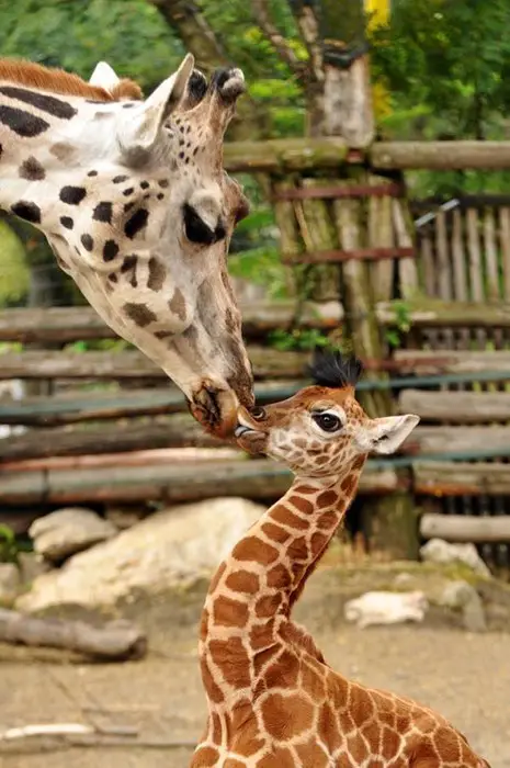 Kissing Giraffes via Daily Squee