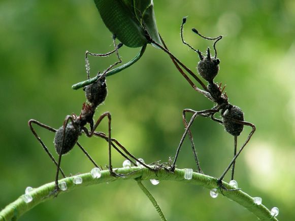 Zora Yin - Ants Soft Sculpture