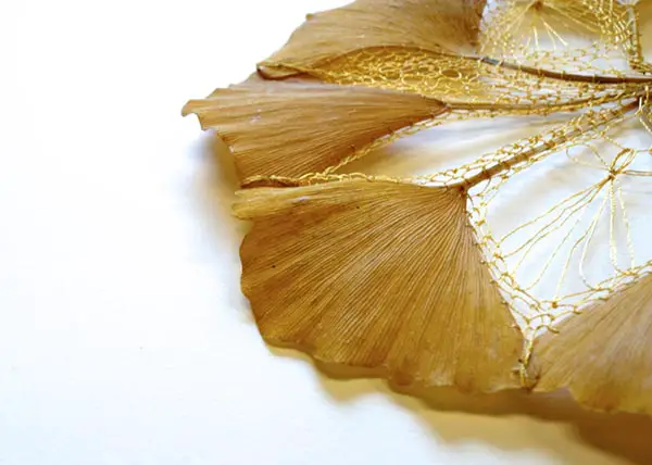 Ginkgo Leaves 03, by Hillary Waters Fayle