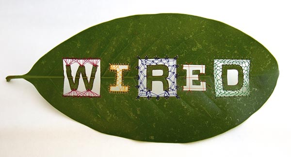 "Wired" Leaf, by Hillary Waters Fayle