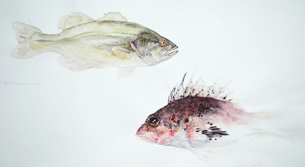 Fish Sketches, by Sally Wilson