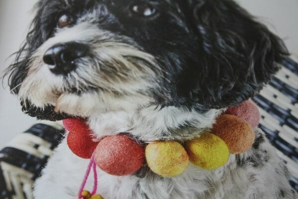 Harris shows us how every member of our family can wear felt, even our pooch!