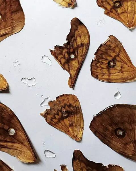 Moth wings, Inge Tiemens, Hand & Lock Prize for Embroidery winner