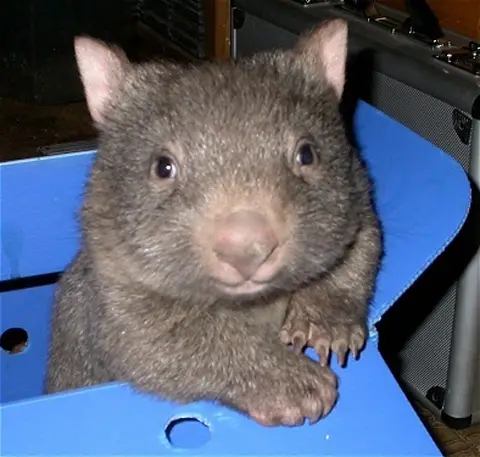 Mr Wombat says "are you sure now?"