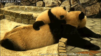 Panda Baby - via Daily Squee